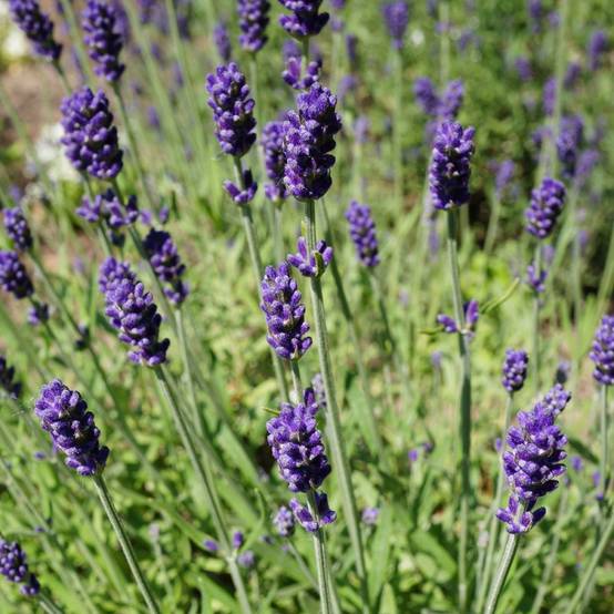 Lavande officinale Hidcote blue - Lavande vraie - Image 2