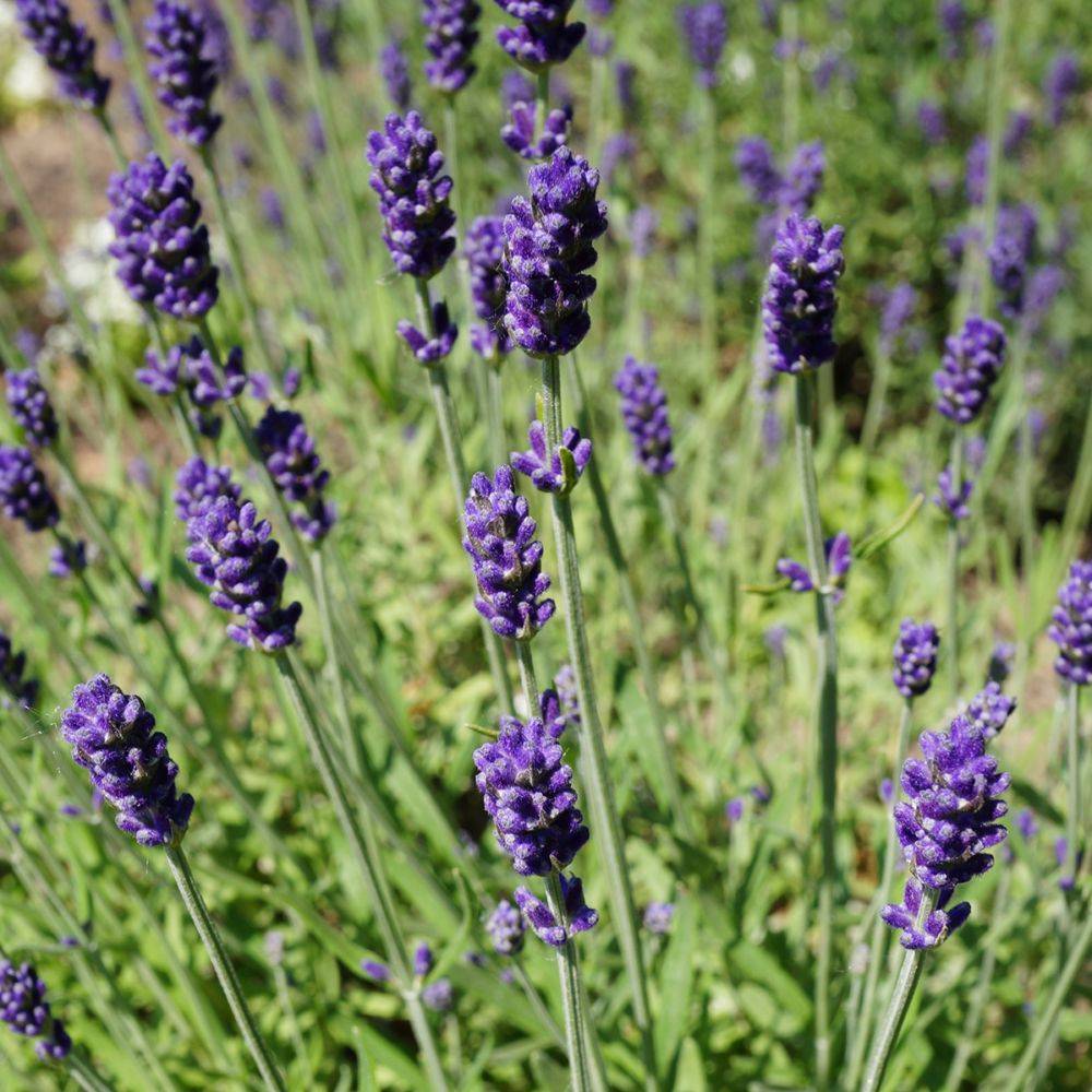 Lavande officinale Hidcote blue - Lavande vraie - Image 2