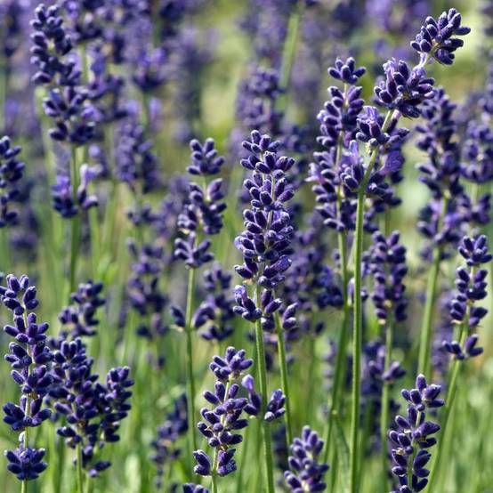 Lavande officinale Hidcote blue - Lavande vraie - Image 4