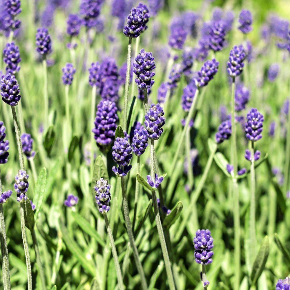 Lavande officinale Hidcote blue - Lavande vraie - Image 1