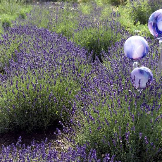 Lavande officinale Hidcote blue - Lavande vraie - Image 3