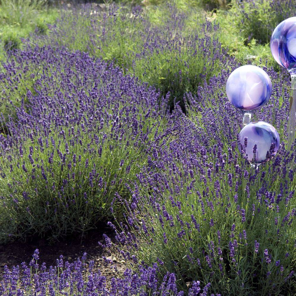 Lavande officinale Hidcote blue - Lavande vraie - Image 3