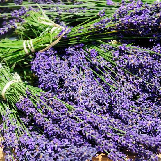 Lavande officinale Hidcote blue - Lavande vraie - Image 5
