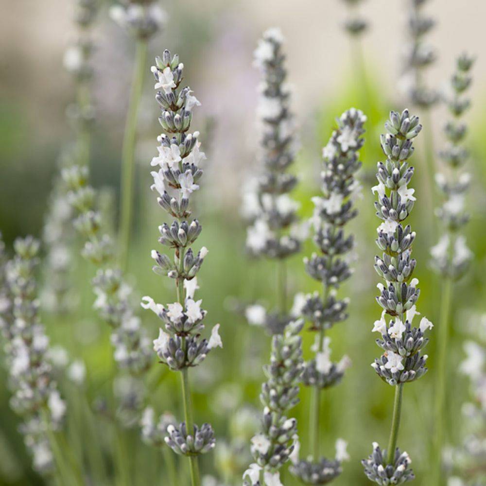 Lavande blanche Edelweiss - Lavandin Edelweiss
