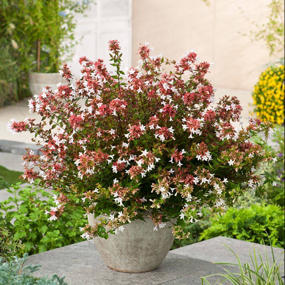Abélia 'Sherwood'