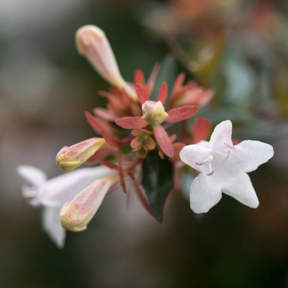 Abélia à grandes fleurs