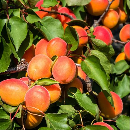 Abricotier 'Rouge du Roussillon' : taille en gobelet, en pot - Image 2