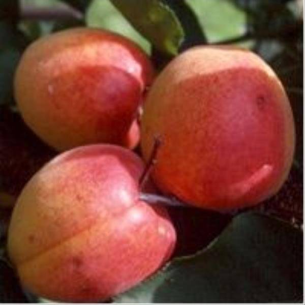 Abricotier 'Rouge du Roussillon' : taille en gobelet, en pot - Image 1