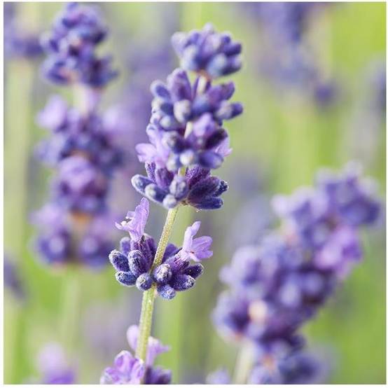 Lavande officinale Hidcote blue - Lavande vraie - Image 3