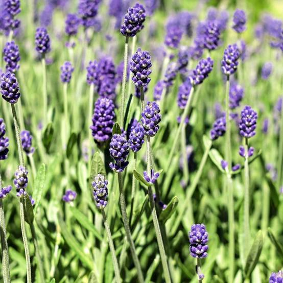 Lavande officinale Hidcote blue - Lavande vraie - Image 2