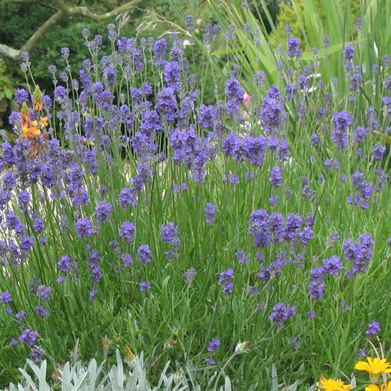 Lavande officinale Hidcote blue - Lavande vraie - Image 4