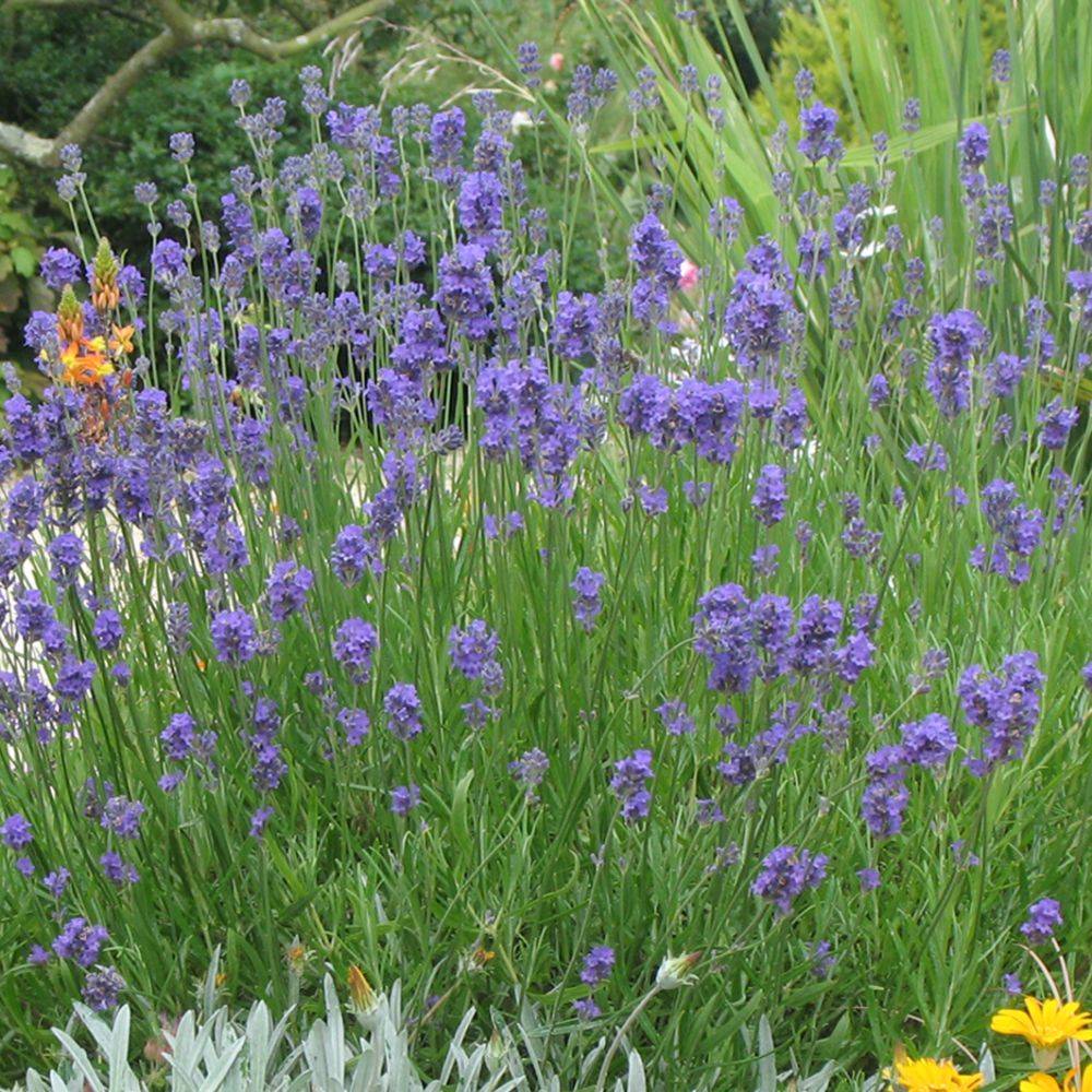 Lavande officinale Hidcote blue - Lavande vraie - Image 4