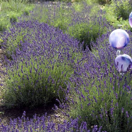 Lavande officinale Hidcote blue - Lavande vraie - Image 5