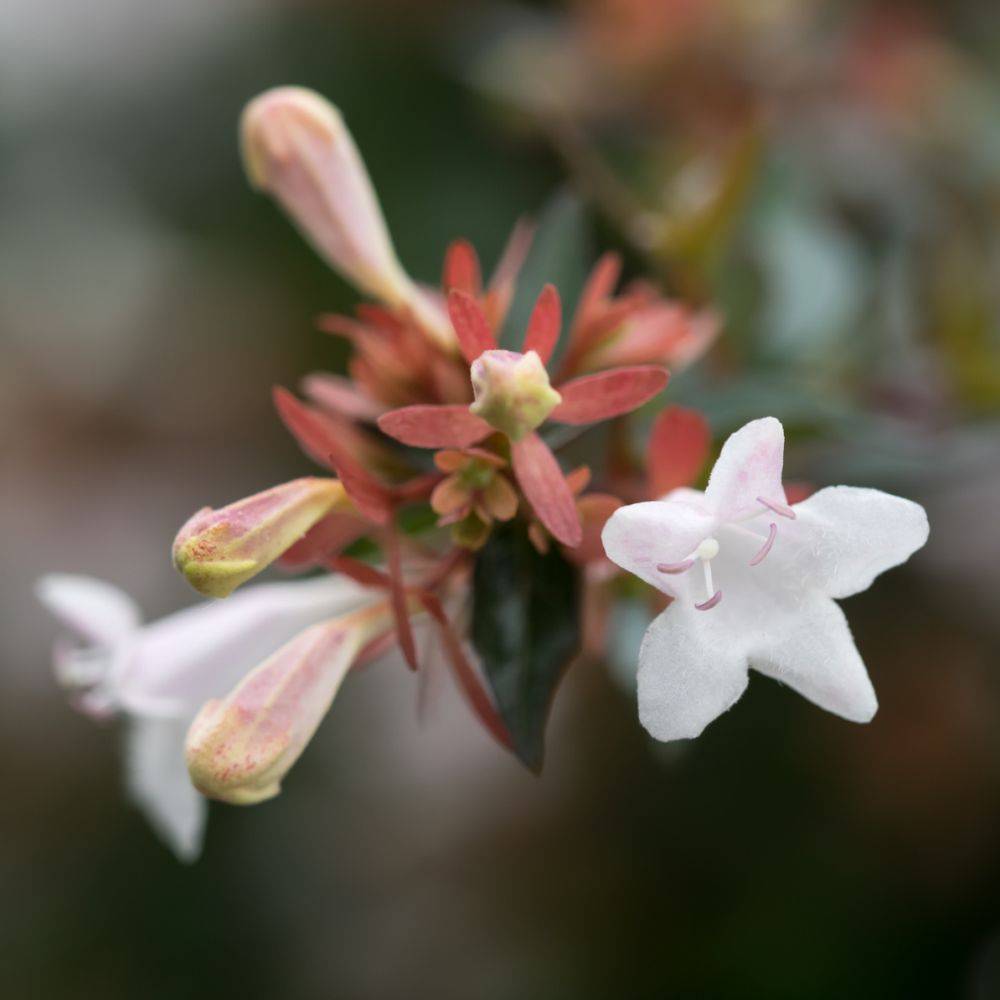 Abélia à grandes fleurs - Image 2