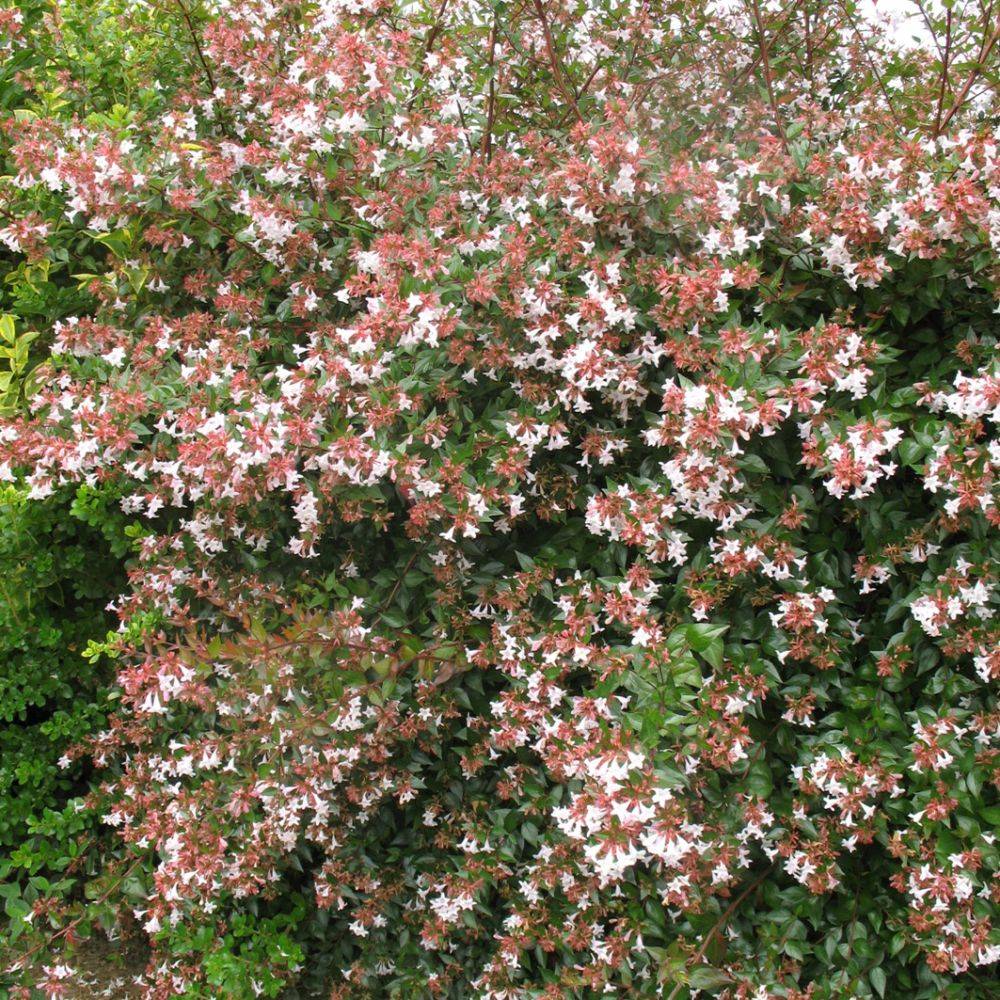 Abélia à grandes fleurs - Image 1