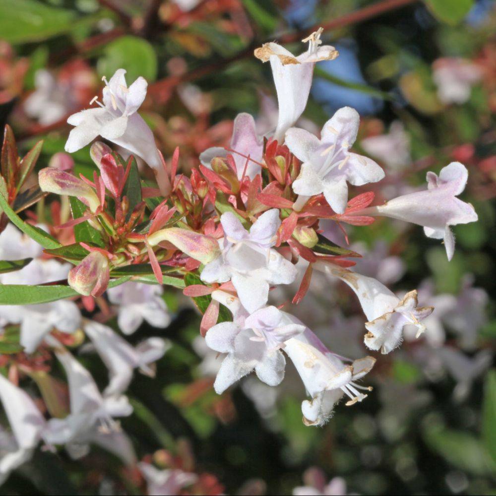 Abélia à grandes fleurs - Image 3