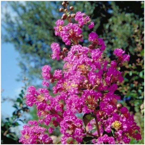 Lilas des Indes Pecharmant®