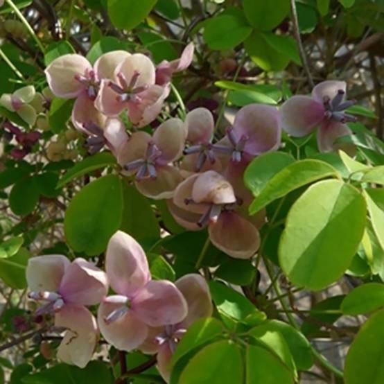 Akebia quinata 'Cream Form'