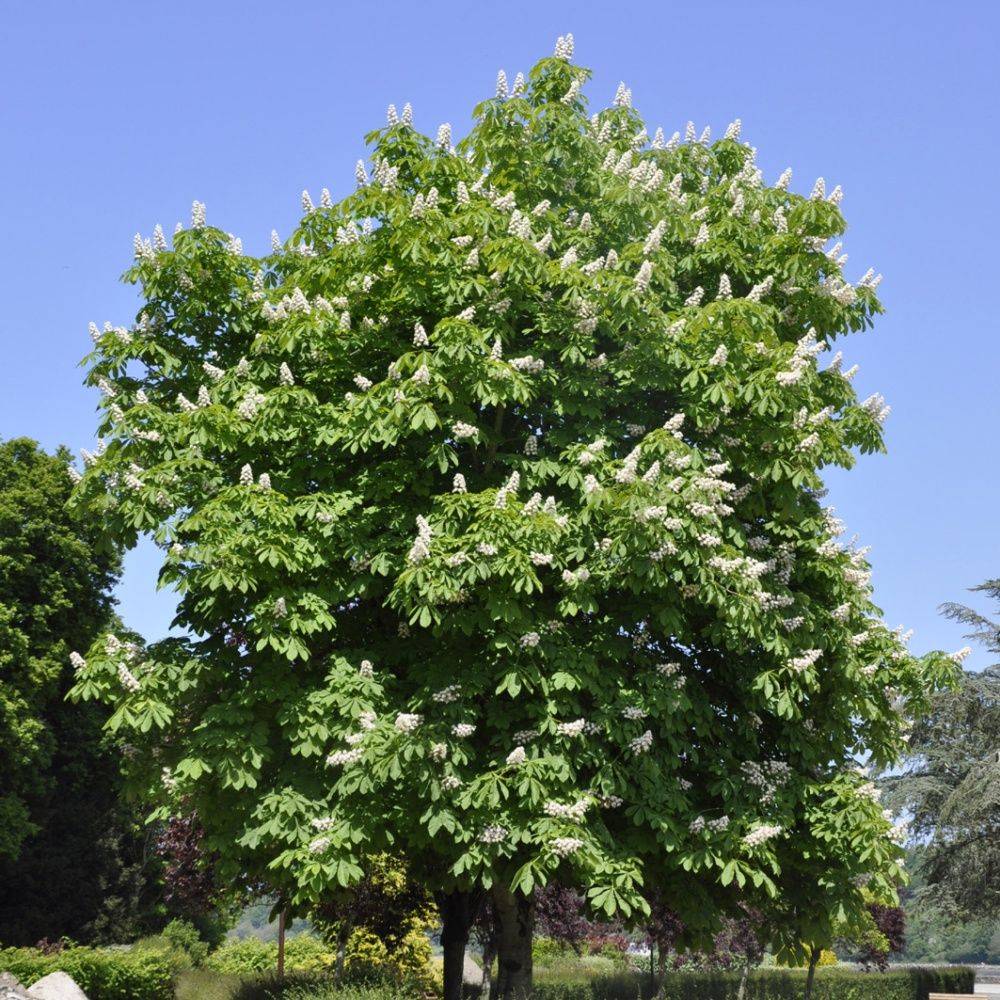Marronnier blanc - Image 1