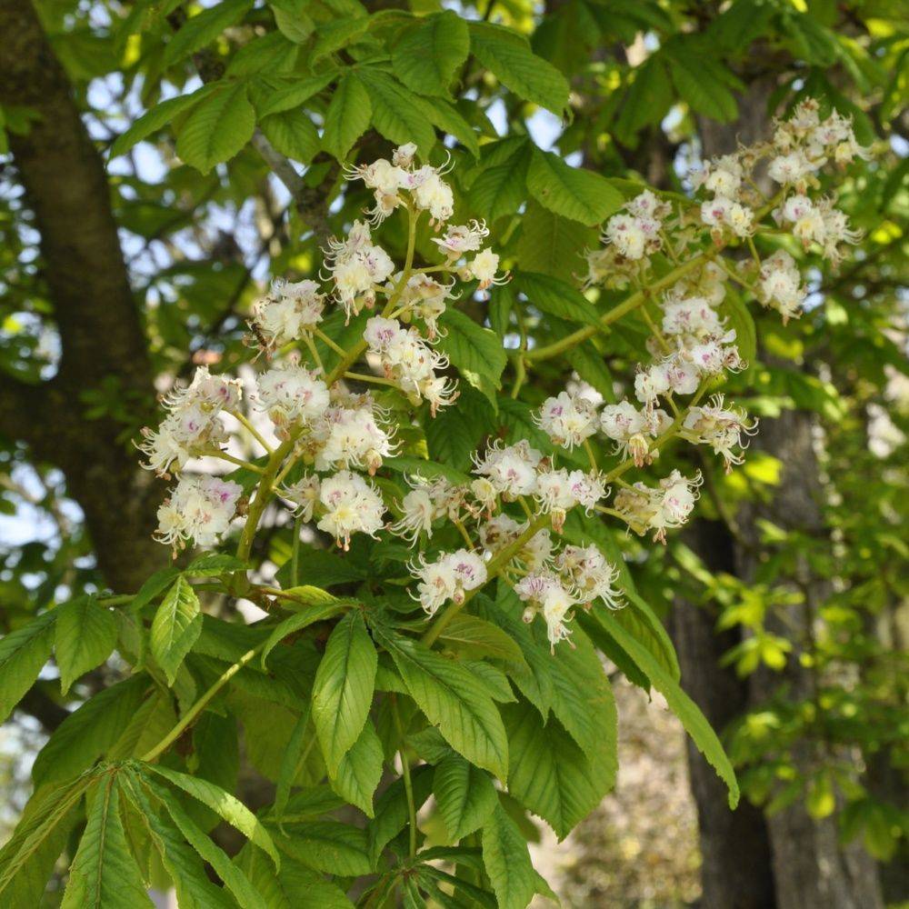 Marronnier blanc - Image 2