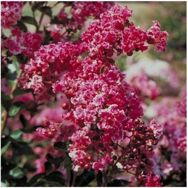 Lilas des Indes Berlingot Menthe®