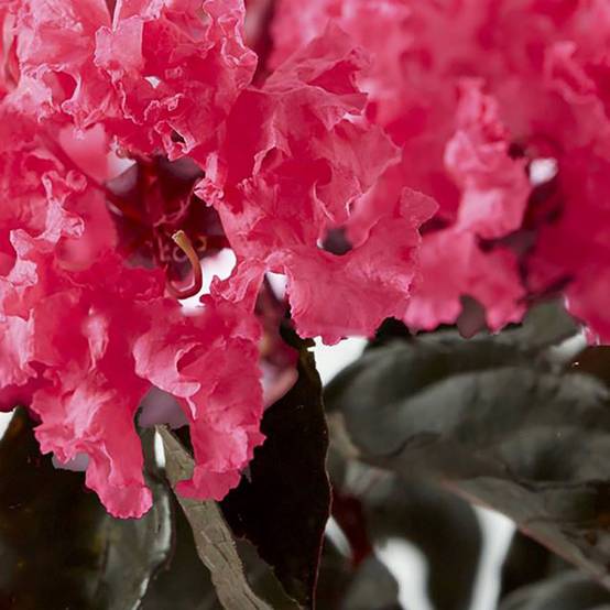 Lilas des Indes Black Solitaire® Shell Pink - Image 1
