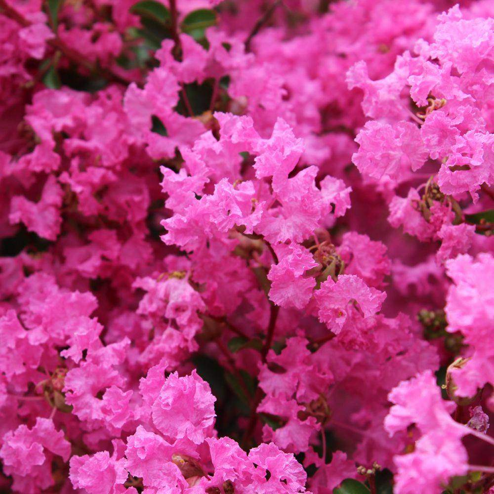 Lilas des Indes La Mousson® - Image 2
