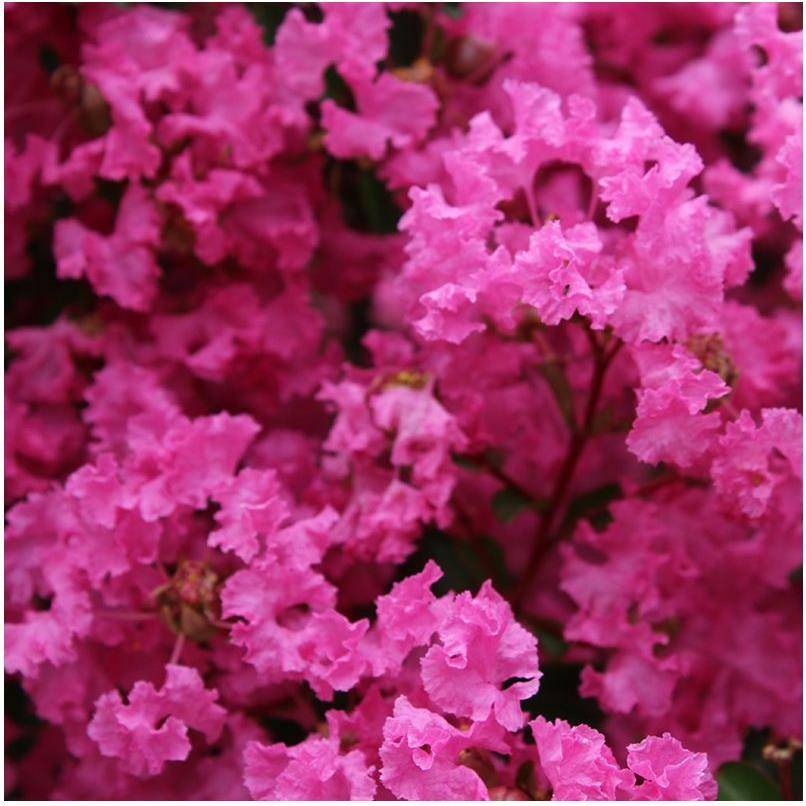 Lilas des Indes La Mousson® - Image 1