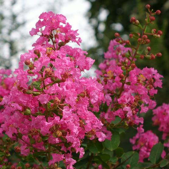 Lilas des Indes La Mousson® - Image 3