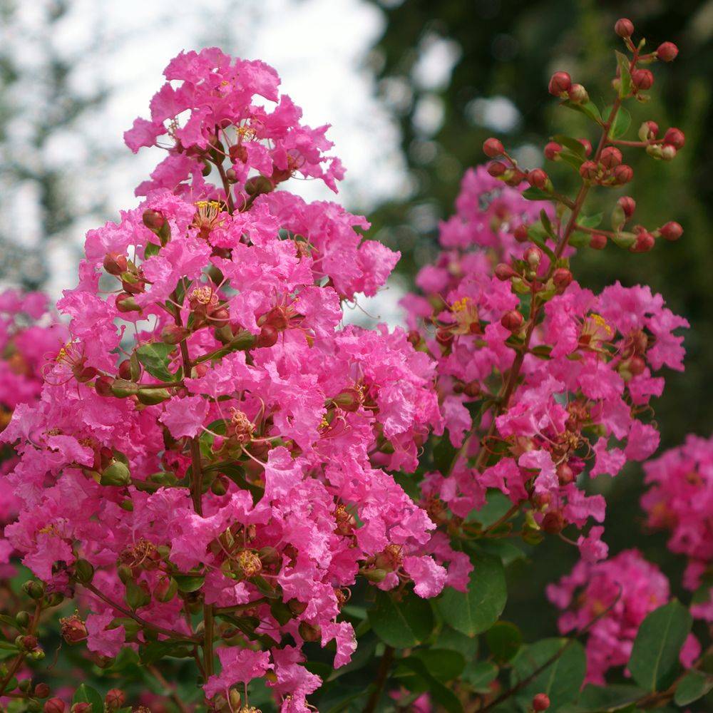 Lilas des Indes La Mousson® - Image 3