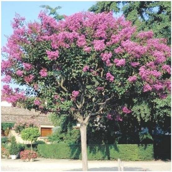 Lilas des Indes La Mousson® - Image 4
