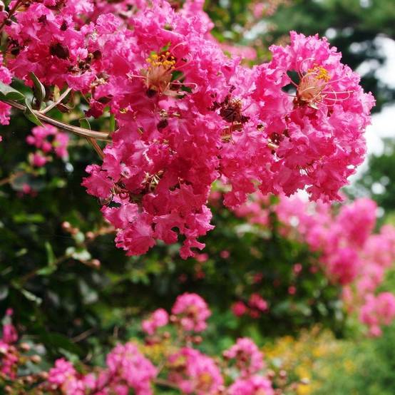 Lagerstroemia 'Bergerac®' - Image 1