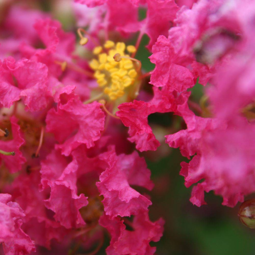 Lagerstroemia 'Bergerac®' - Image 4