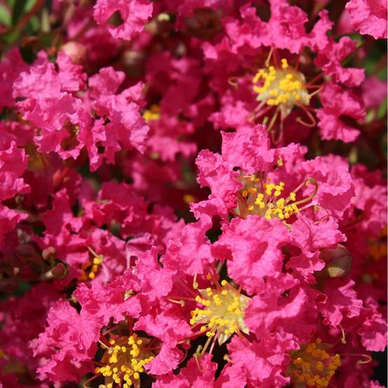 Lagerstroemia 'Bergerac®' - Image 2