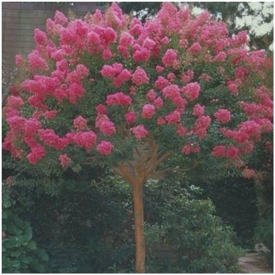 Lagerstroemia 'Bergerac®' - Image 5