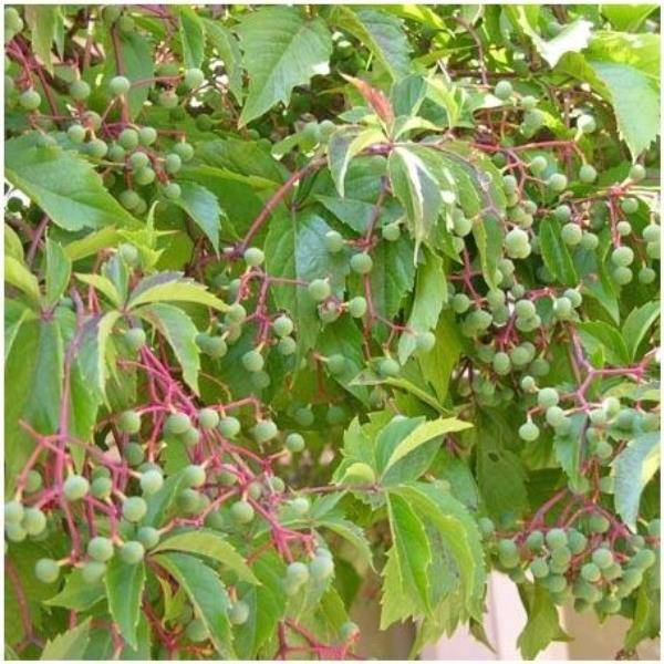 Vigne vierge quinquefolia - Image 3