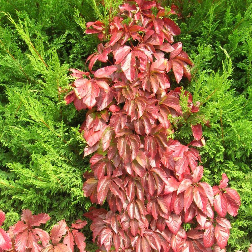 Vigne vierge quinquefolia