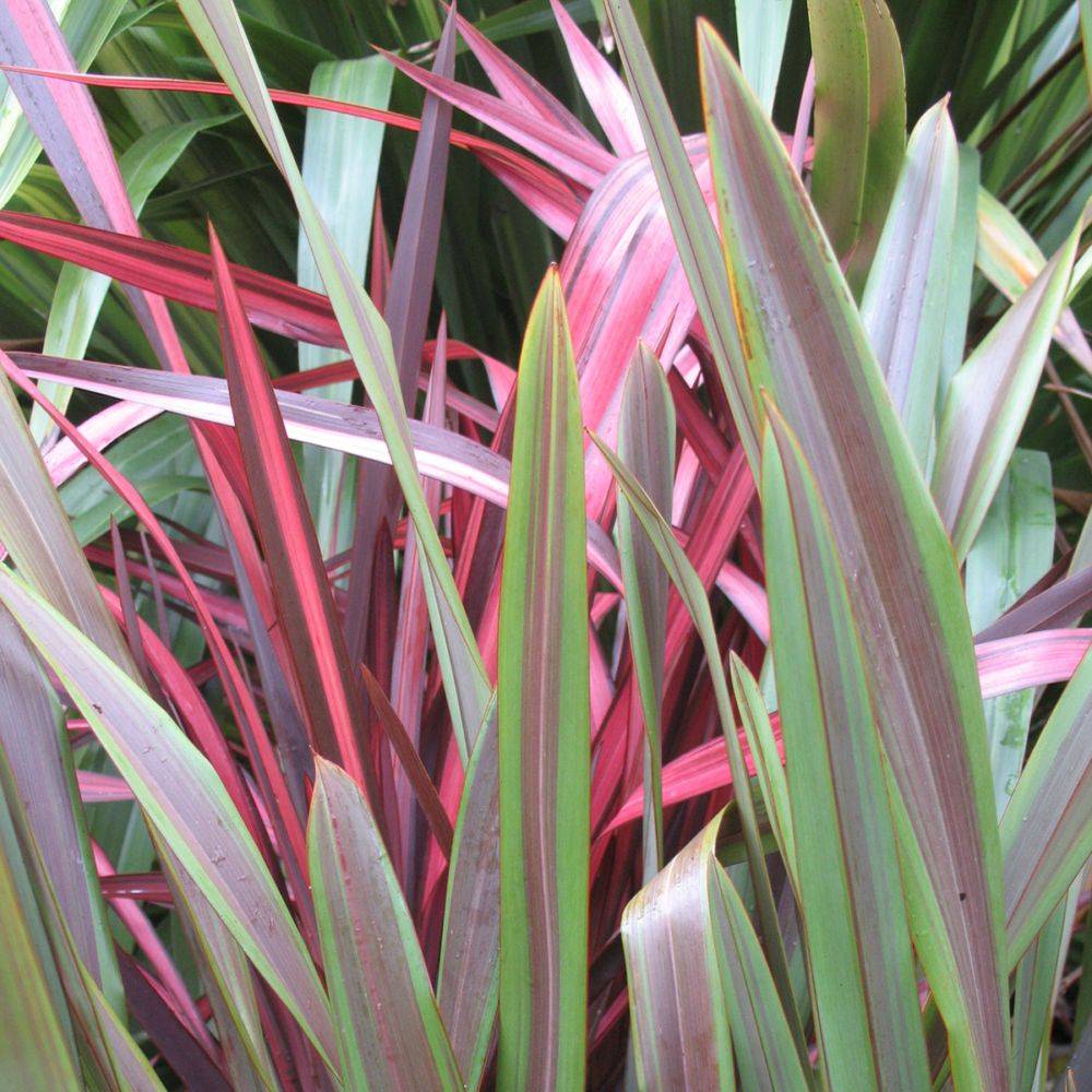 Phormium 'Sea jade' - Lin de Nouvelle-Zélande - Image 1