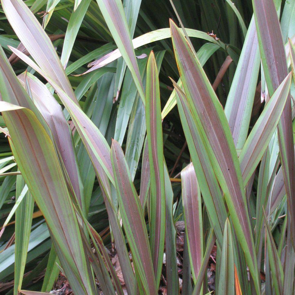 Phormium 'Sea jade' - Lin de Nouvelle-Zélande - Image 3