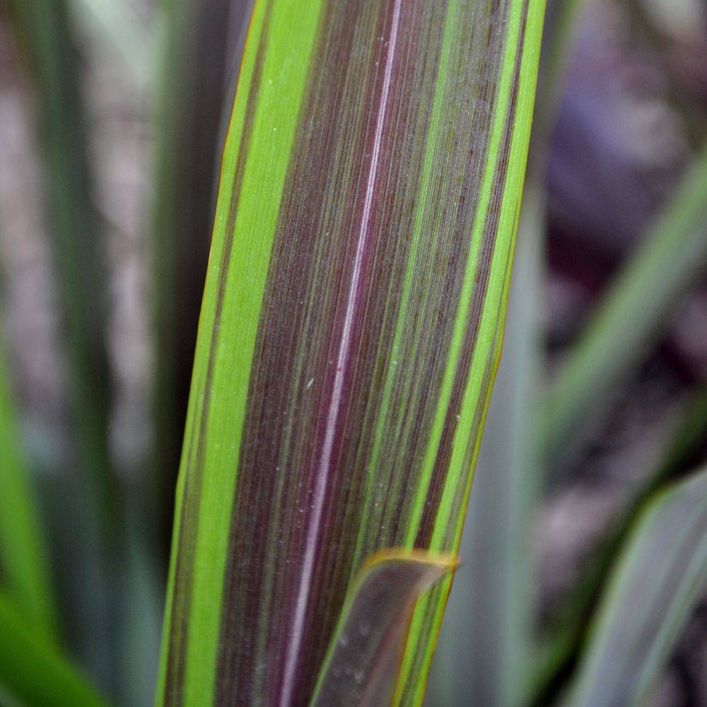 Phormium 'Sea jade' - Lin de Nouvelle-Zélande - Image 4
