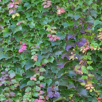 Vigne vierge 'Robusta'