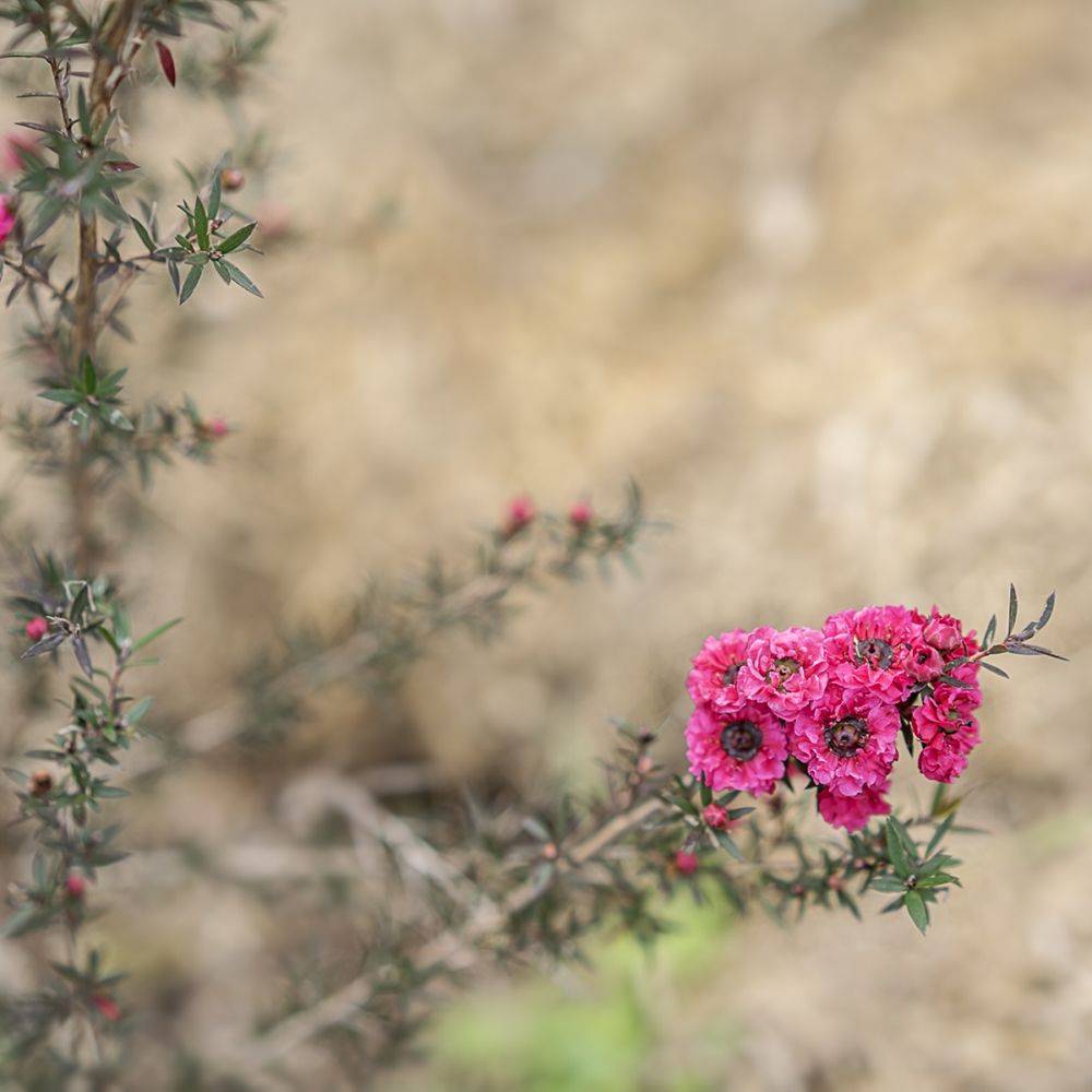 Leptospermum Crimson Glory