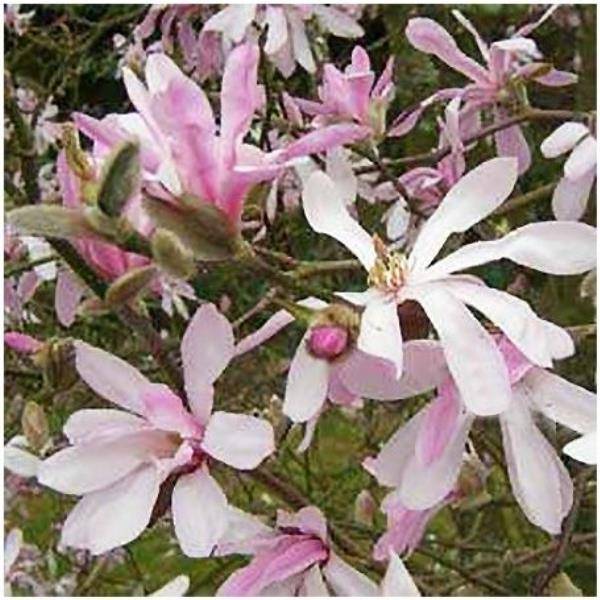 Magnolia 'Leonard Messel'