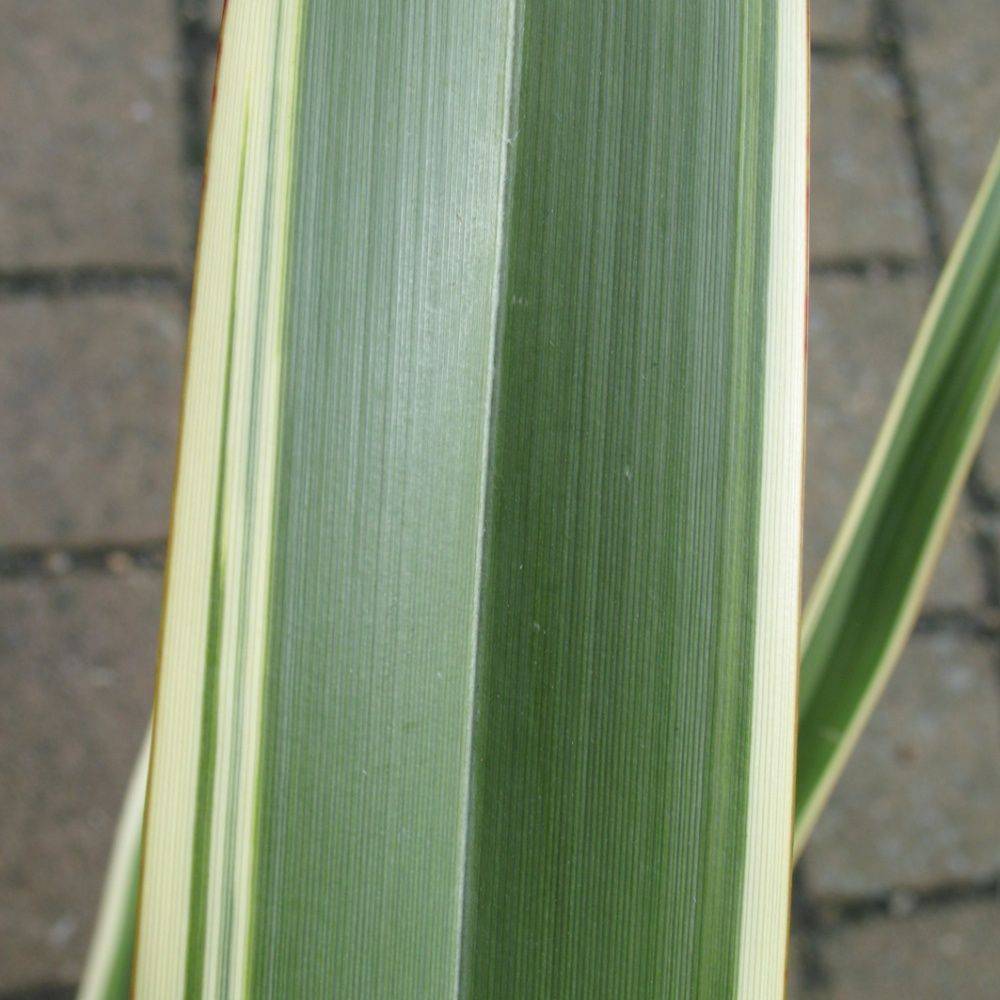 Phormium tenax 'Variegatum' - Lin de Nouvelle-Zélande