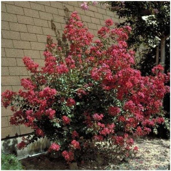 Lilas des Indes Red Imperator® - Image 4
