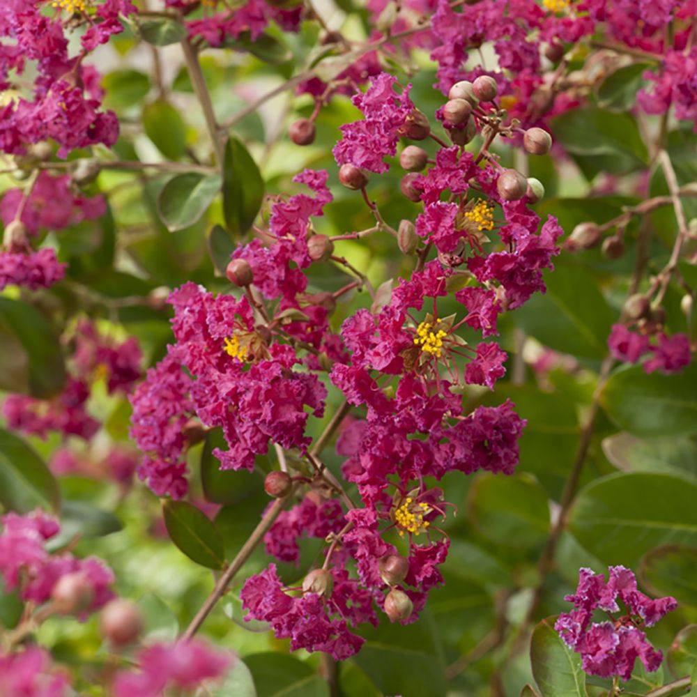 Lilas des Indes Red Imperator® - Image 1