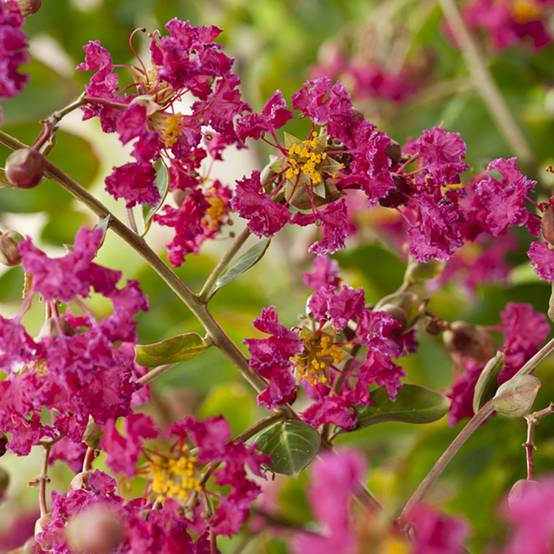Lilas des Indes Red Imperator® - Image 2
