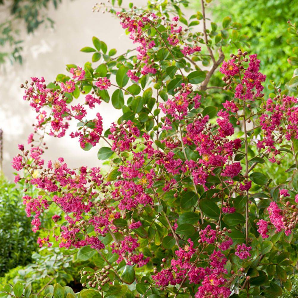 Lilas des Indes Red Imperator® - Image 3