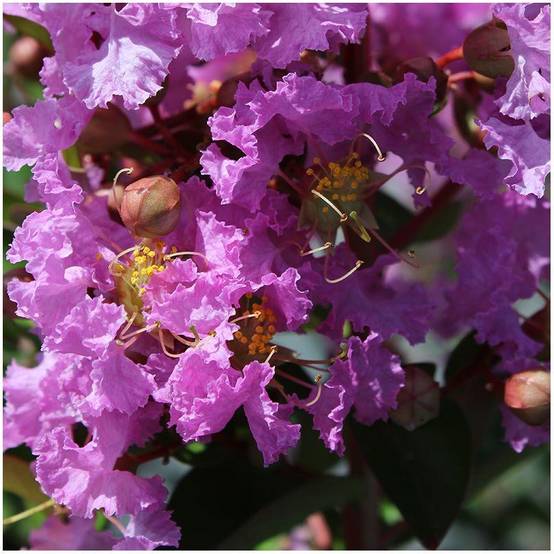 Lilas des Indes Souvenir d'Hubert Puard® - Image 2