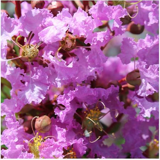 Lilas des Indes Souvenir d'Hubert Puard® - Image 1